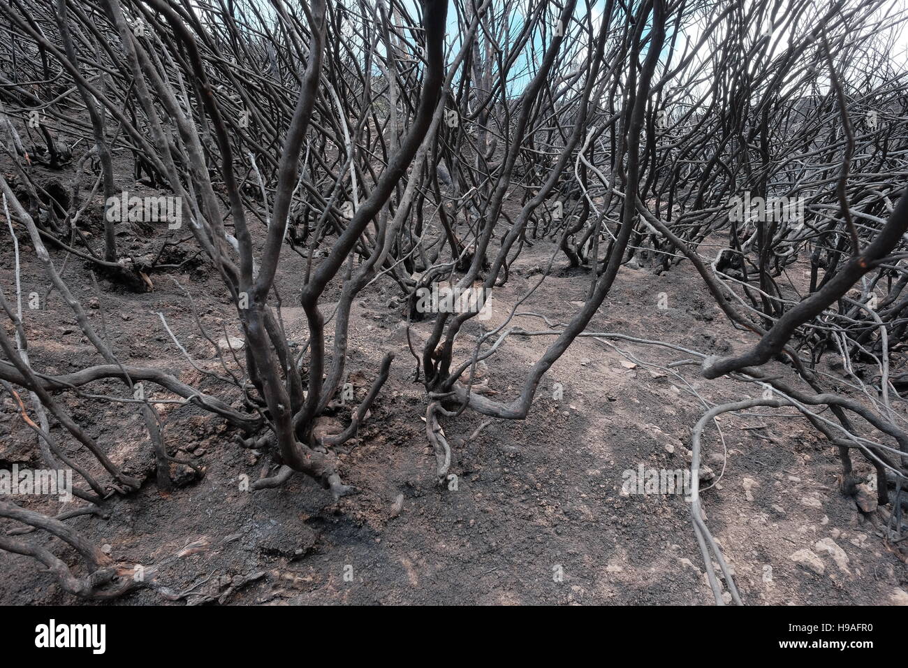 Conseguenze del 2016 Madera degli incendi di foreste, montagne Rabacal, Madeira, Portogallo Foto Stock