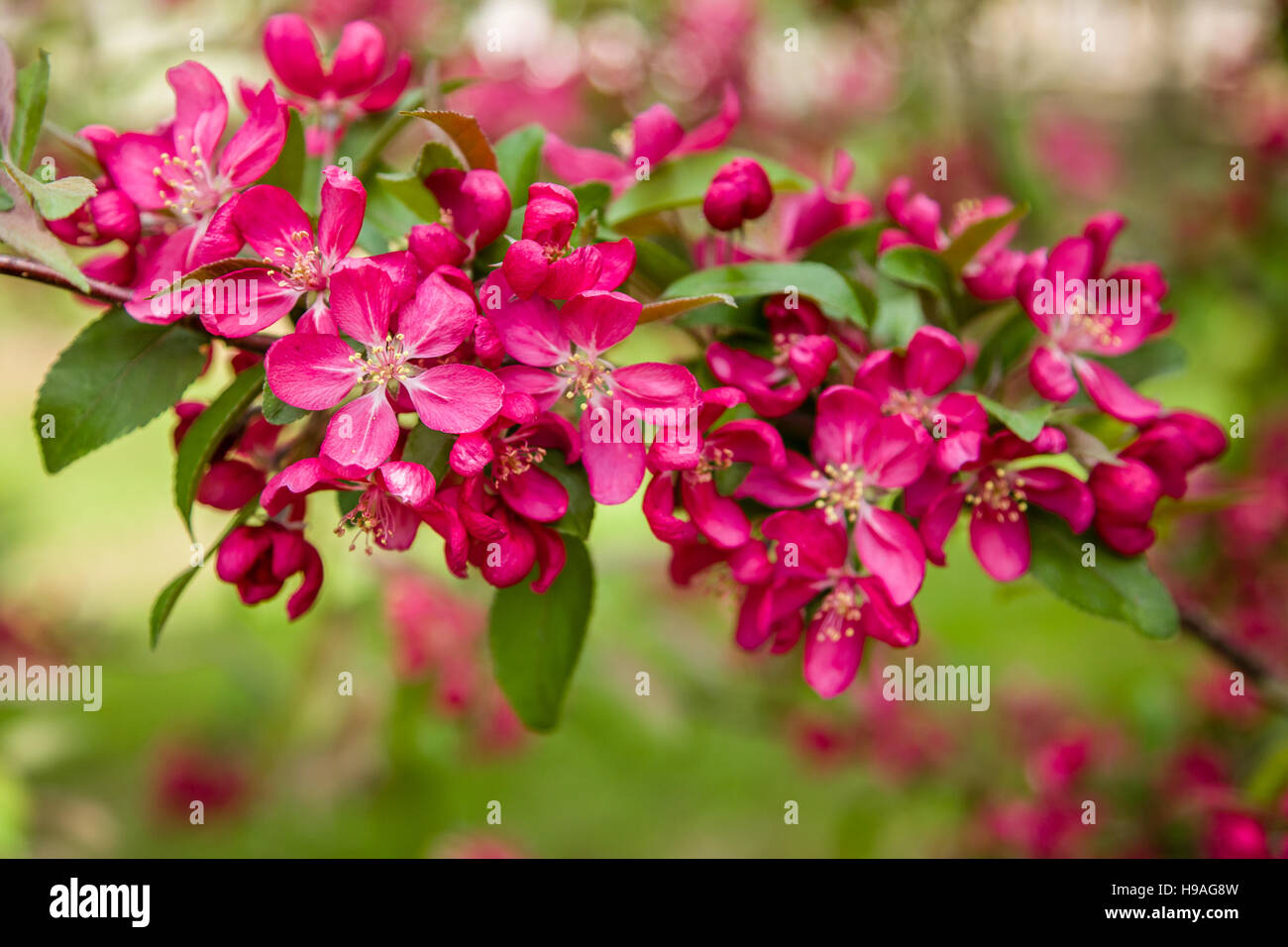 Vista dettagliata del ramo crabapple in fiore. Foto Stock