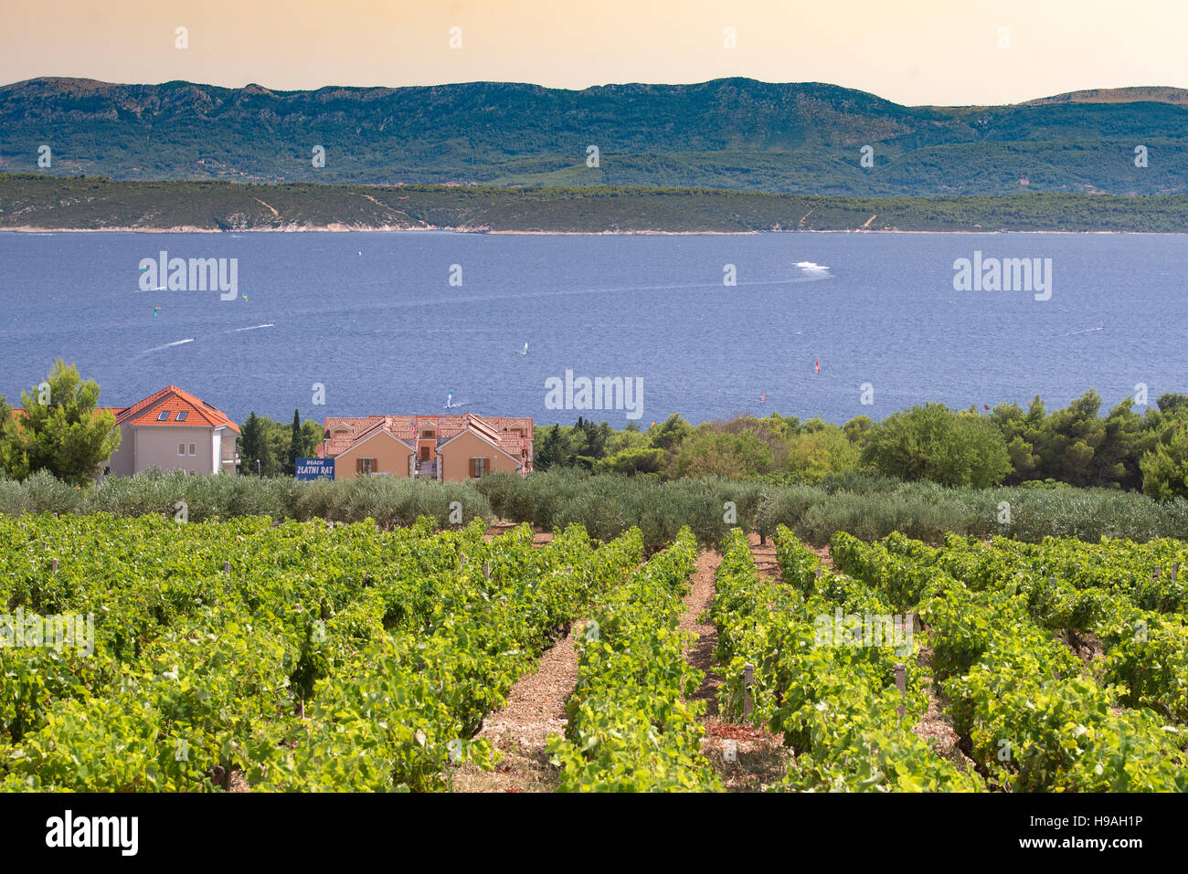 Alberi di ulivo, ulivi e vigneti di Dalmazia isola di Brac, Croazia Foto Stock