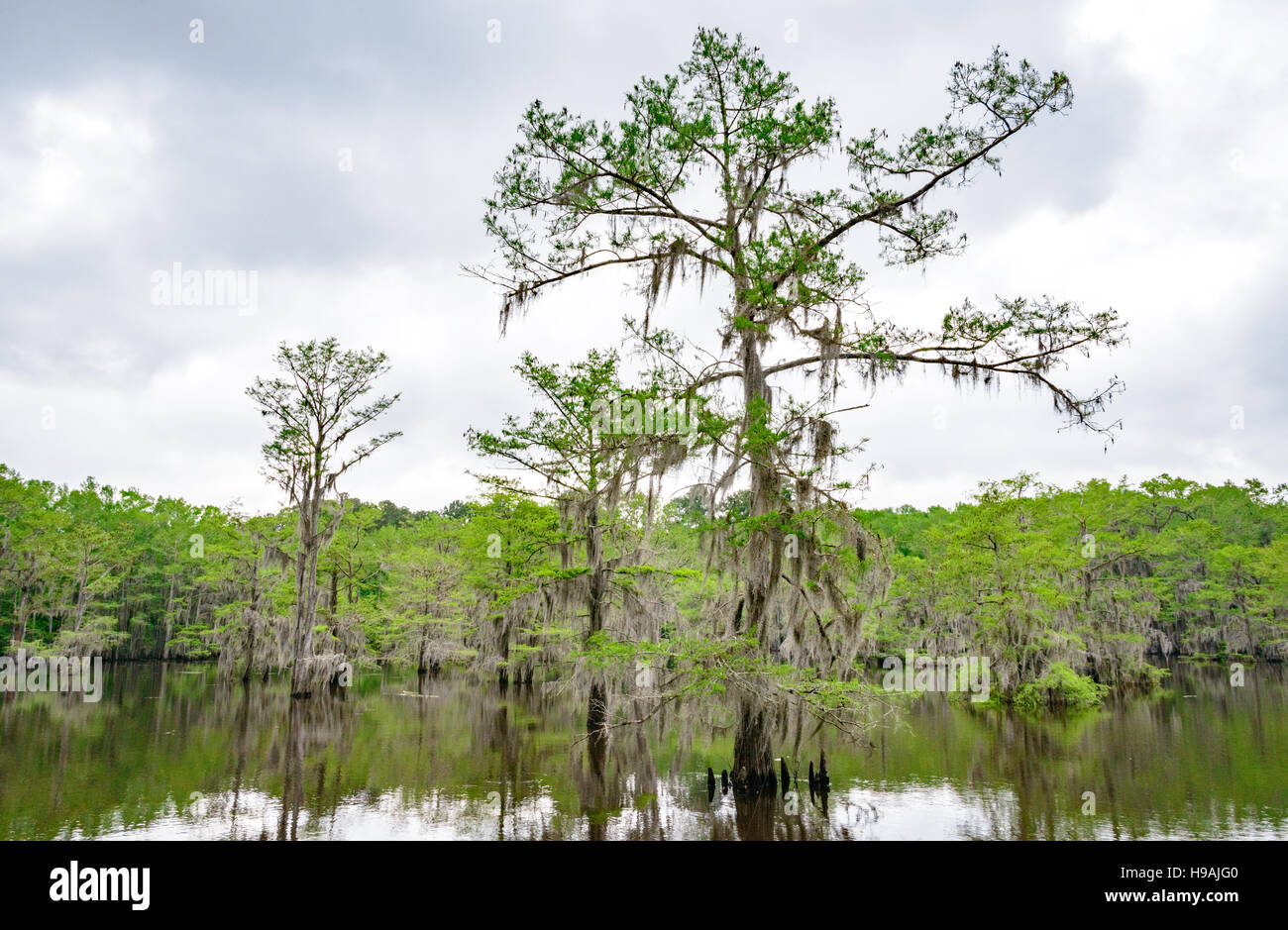 Caddo Lake State Park Foto Stock