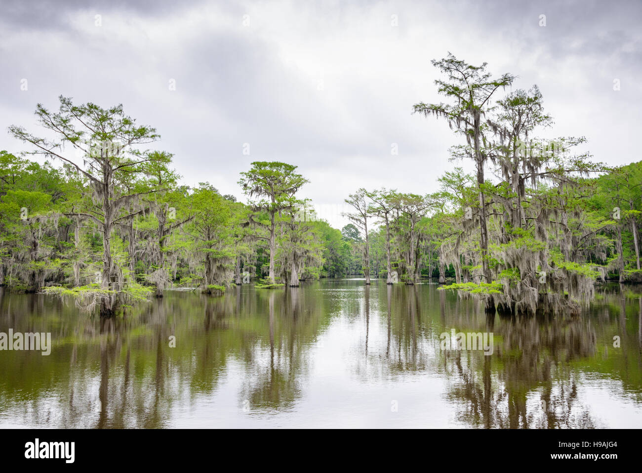 Caddo Lake State Park Foto Stock