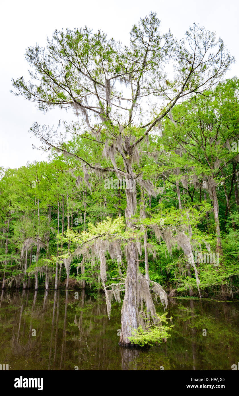 Caddo Lake State Park Foto Stock