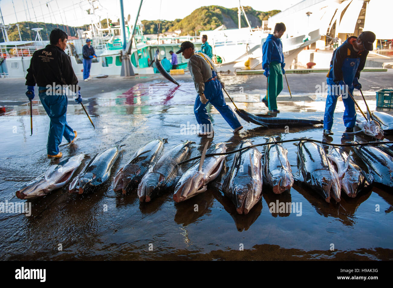 Operai portando un fermo in Katsuura il mercato del tonno sulla penisola di Kii in Wakayama, uno del tonno premium auction in Giappone. Foto Stock