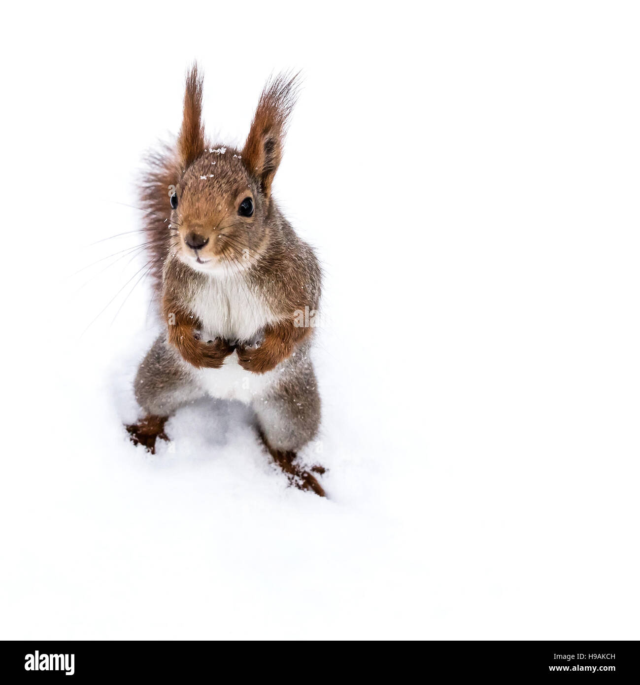 Funny piccolo scoiattolo con coda soffici permanente sulla neve in inverno park Foto Stock