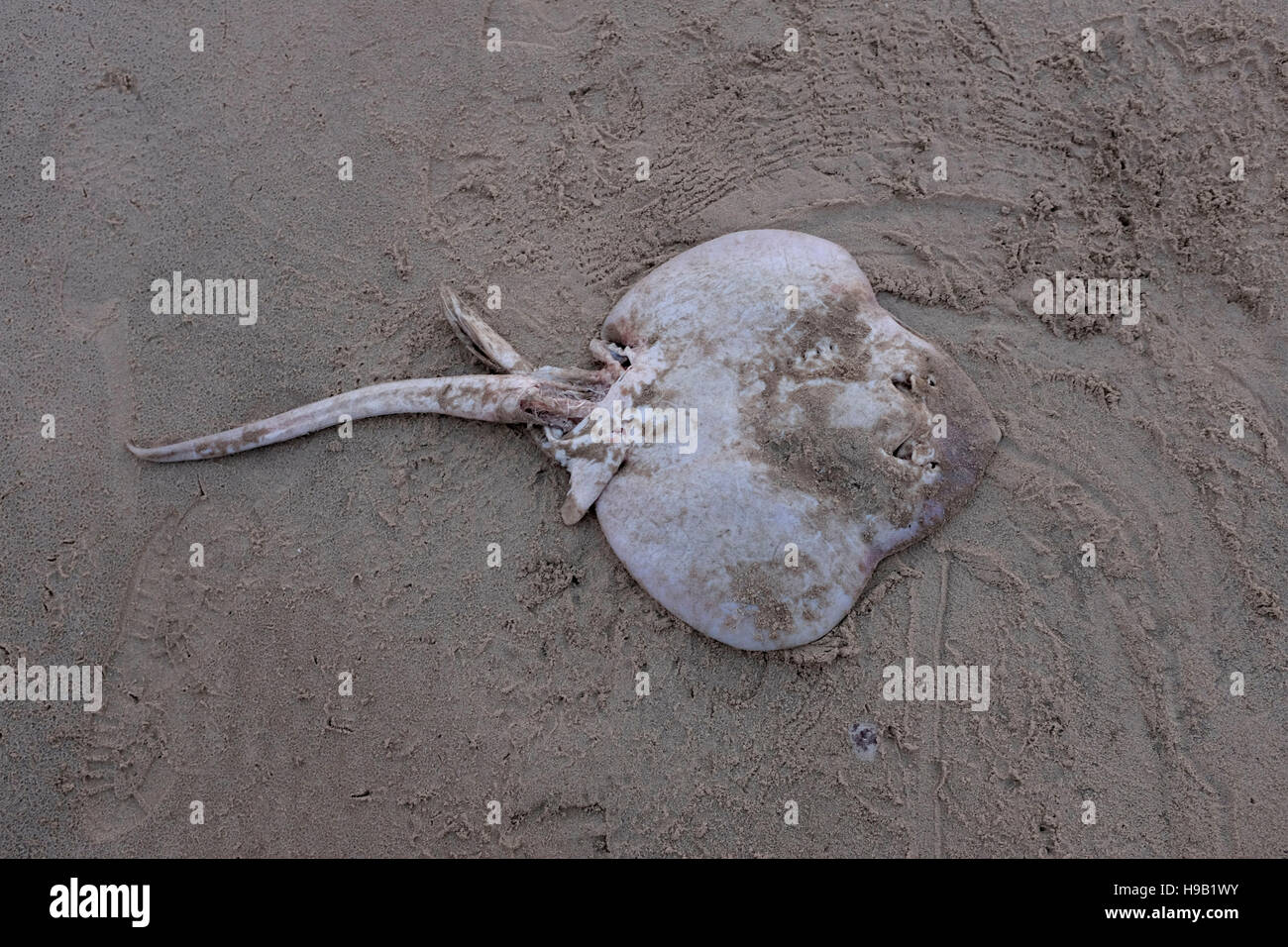 Morto il pesce di pattino sulla spiaggia a Lyme Regis Dorset Novembre 2016 Foto Stock