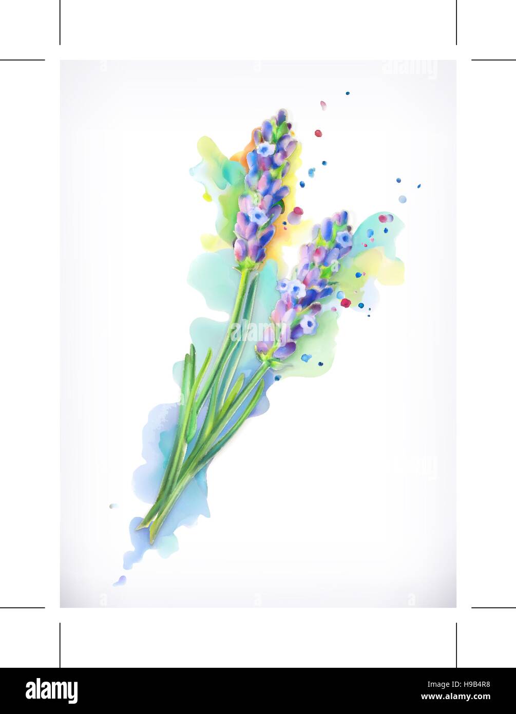 Fiori di lavanda, pittura ad acquarello, vettore di maglia Illustrazione Vettoriale