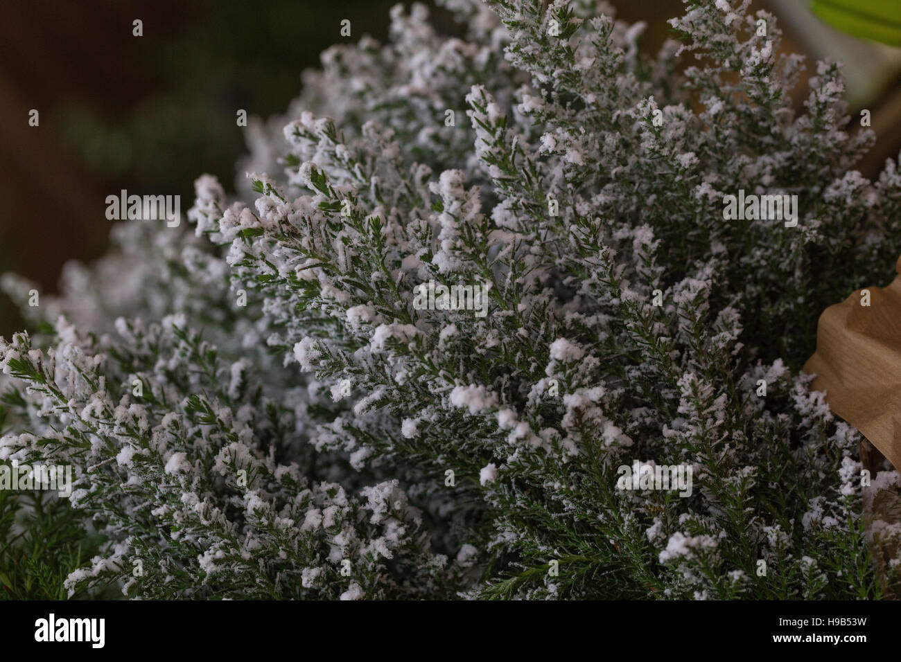 Gelo della neve ribaltato calluna erica fogliame invernale per la decorazione o la semina Foto Stock