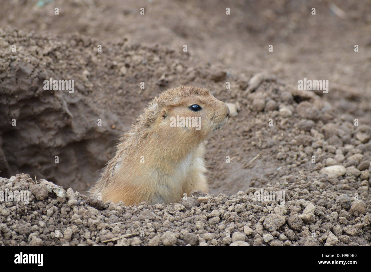 Cane di prateria Foto Stock