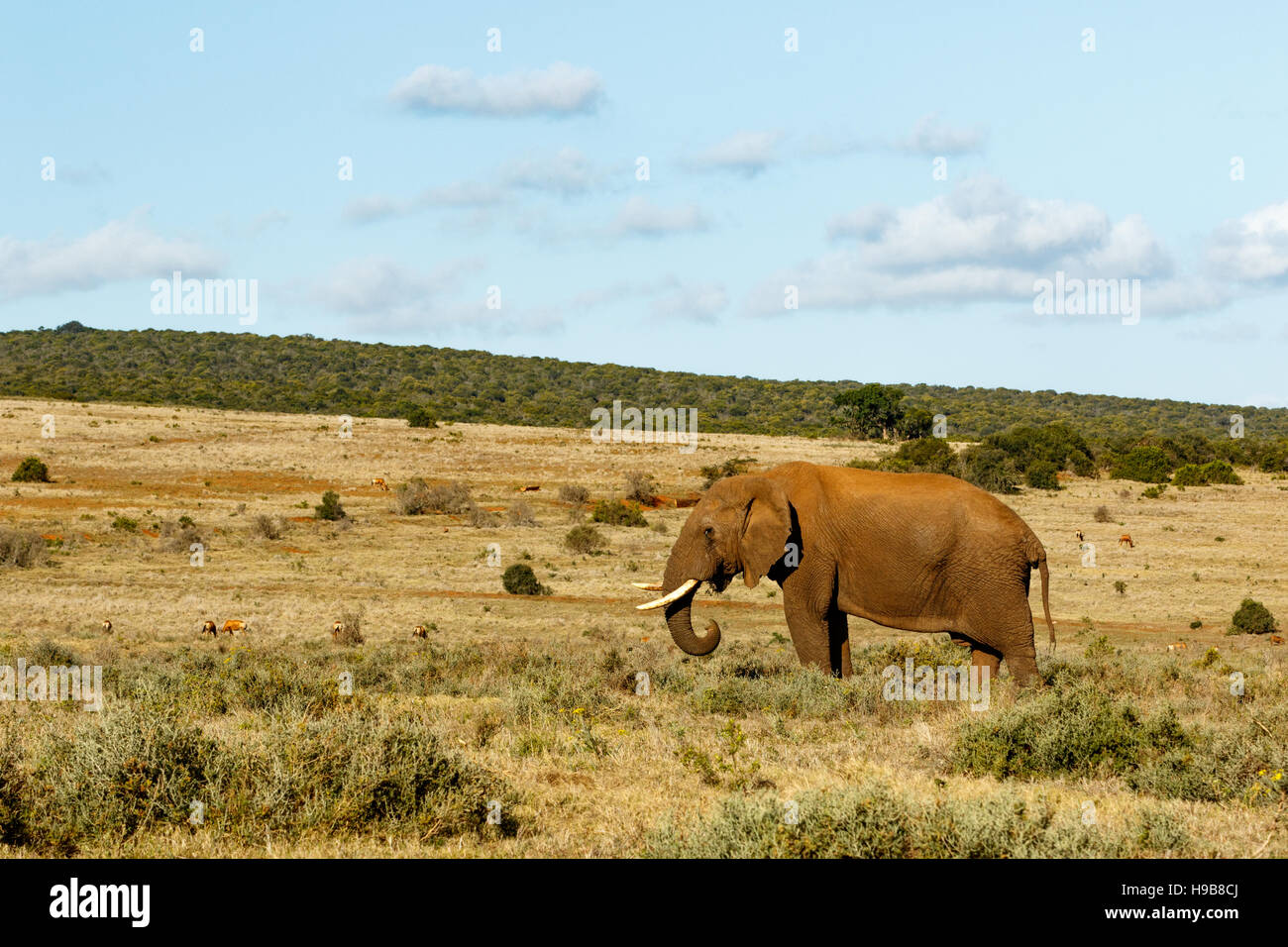 Blu cielo nuvoloso con e Bush africano Elefante in piedi in un ampio campo. Foto Stock