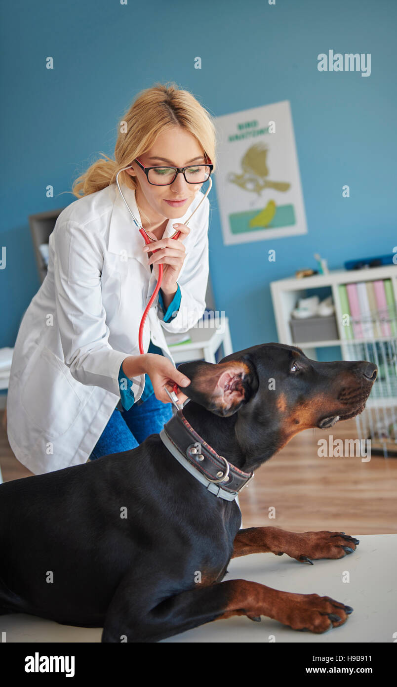 Il controllo medico del cane condizione le orecchie Foto Stock