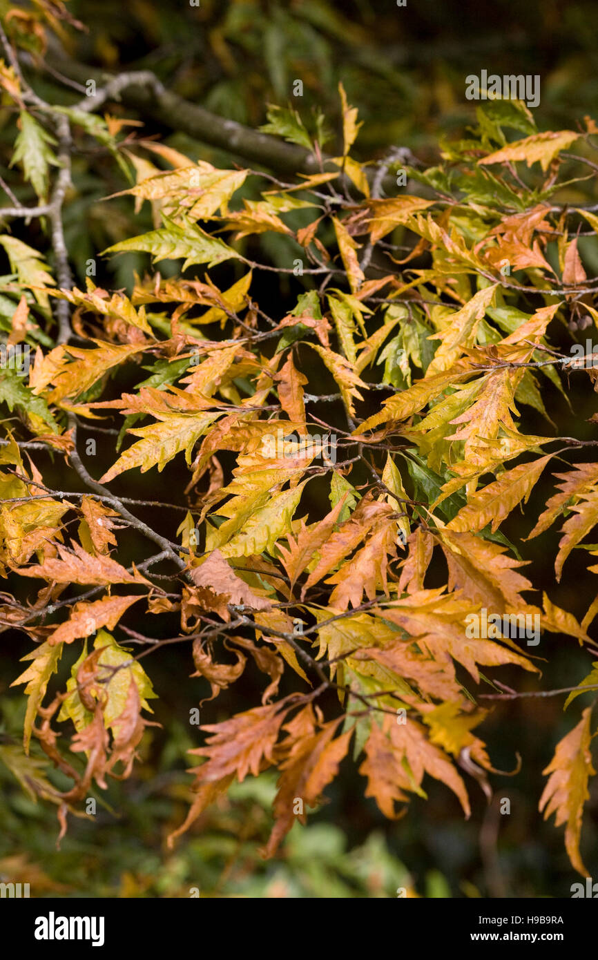 Fagus sylvatica Asplenifolia "' le foglie in autunno. Foto Stock