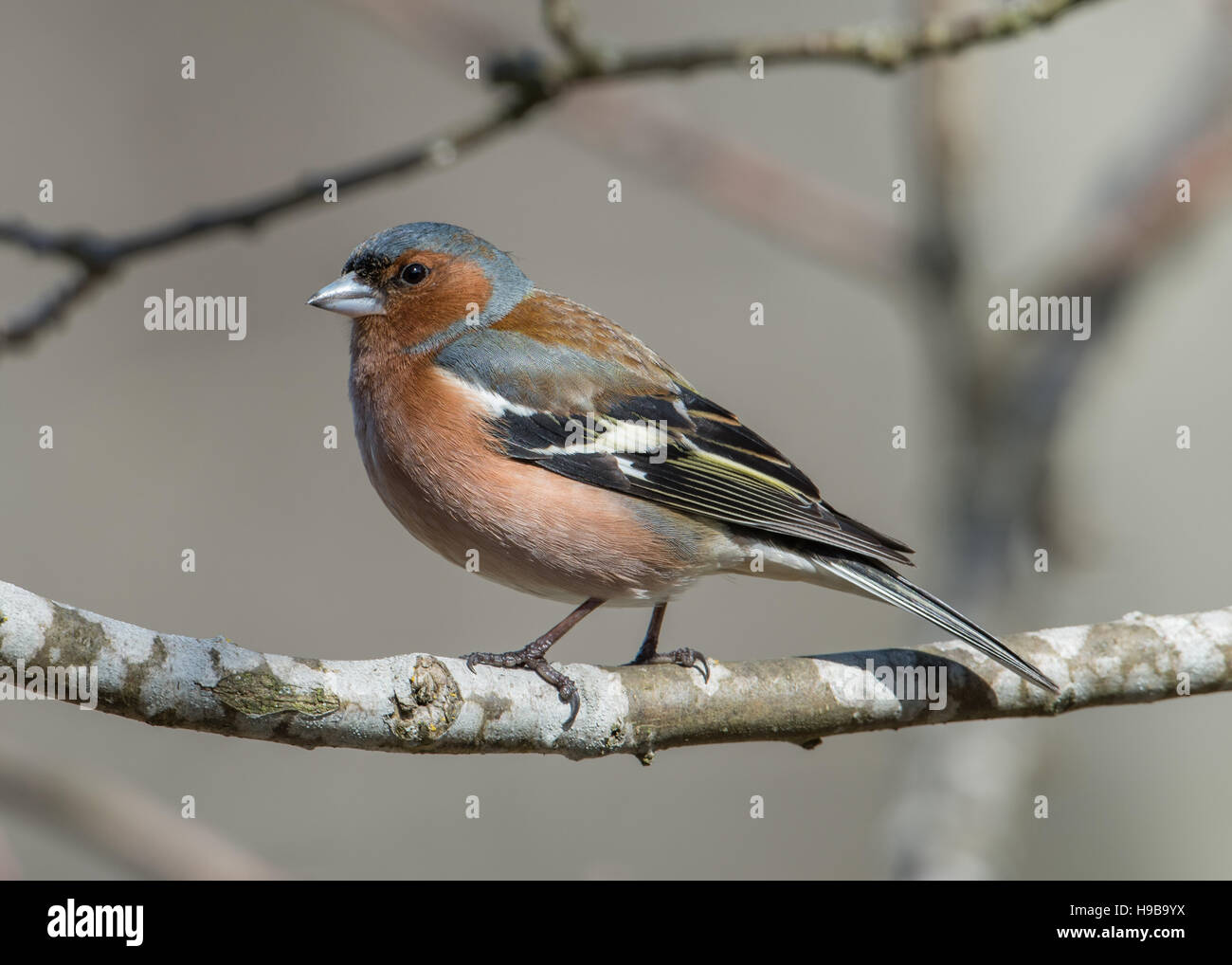 Il bel maschio (fringuello Fringilla coelebs) appollaiate su un ramoscello di quercia. Foto Stock