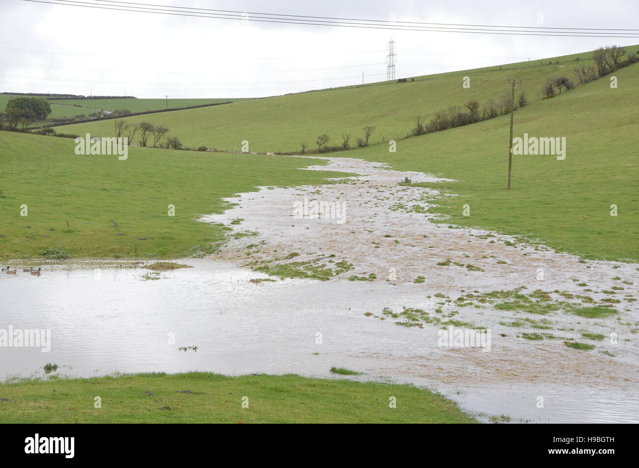 Winterbourne Abbas, Dorset, Regno Unito. Xxi Nov, 2016. Regno Unito Meteo. Veicoli profondo di negoziato acqua di inondazione su un35 vicino a Winterbourne Abbas che ha approfondito a causa della presenza di acqua che è prorompente dei campi circostanti dalla prolungata heavy rain. Credito: Graham Hunt/Alamy Live News Foto Stock