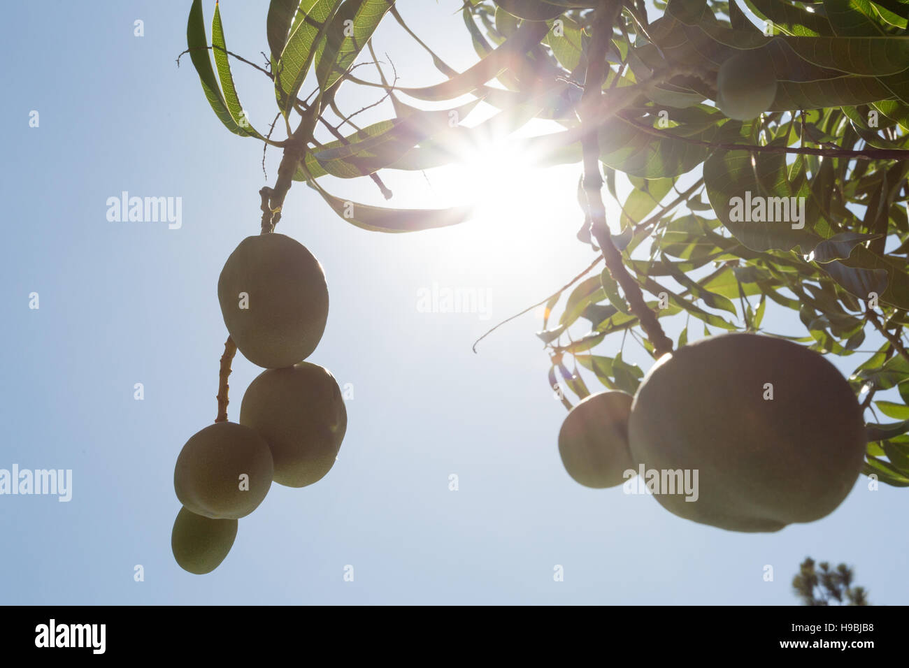 Asuncion, Paraguay. 21 novembre 2016. I manghi verdi immaturi del Paraguay appesi su un albero sotto il sole e il cielo azzurro, sono visibili durante il giorno di sole ad Asuncion, in Paraguay. © Andre M. Chang/Alamy Live News Foto Stock