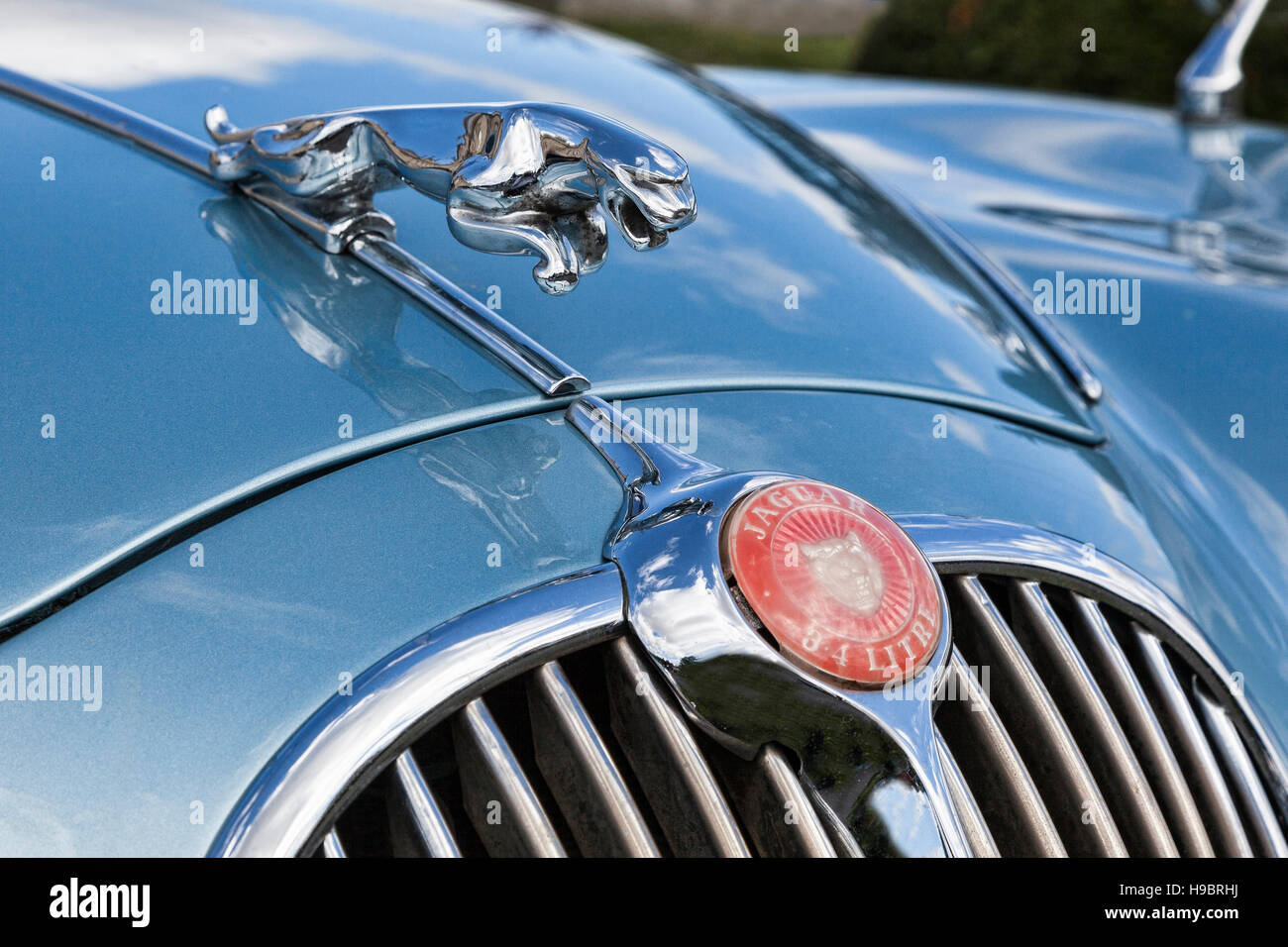 Close up dettaglio di ornamento del cofano su blu 3.4 litro classic Jaguar Foto Stock