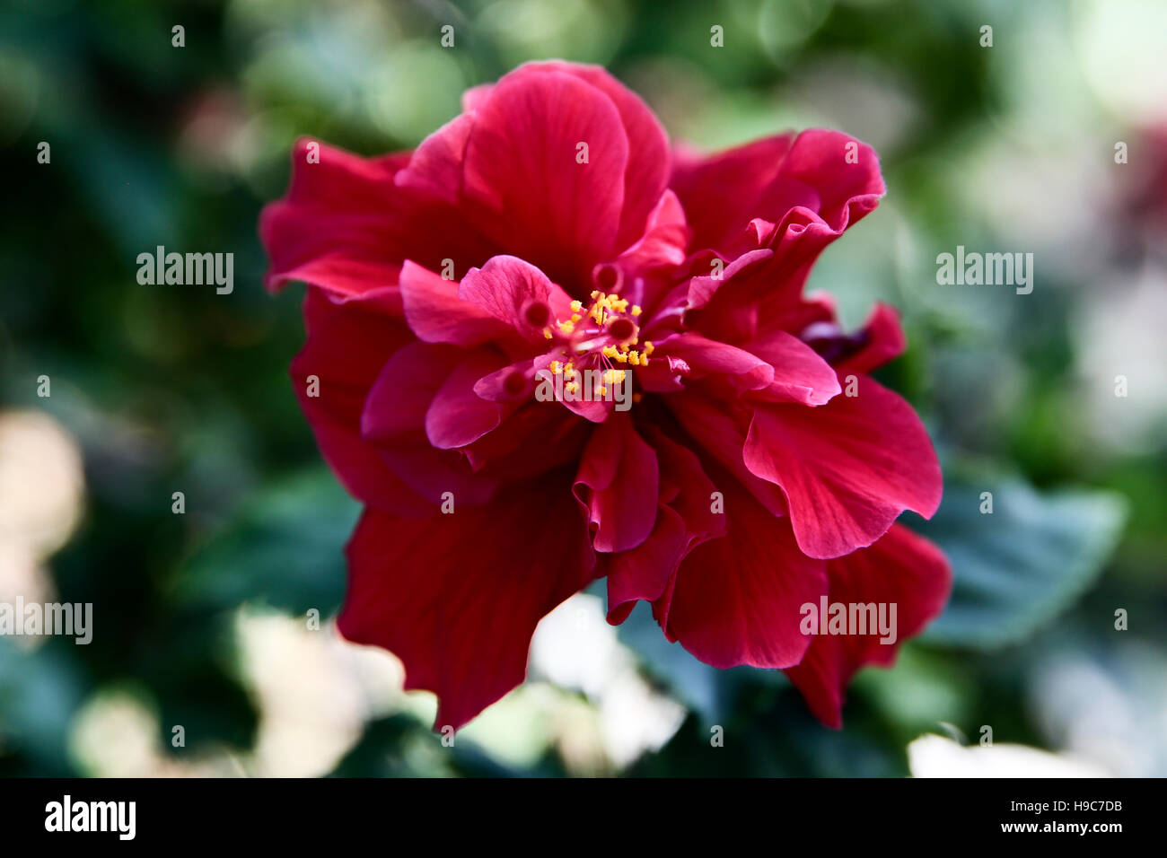 Primo piano di fiori di ibisco con lo stigma Foto Stock