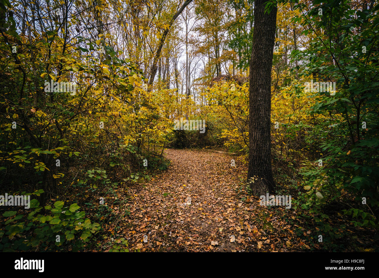 Colore di autunno lungo un sentiero a Wye Isola, Maryland. Foto Stock