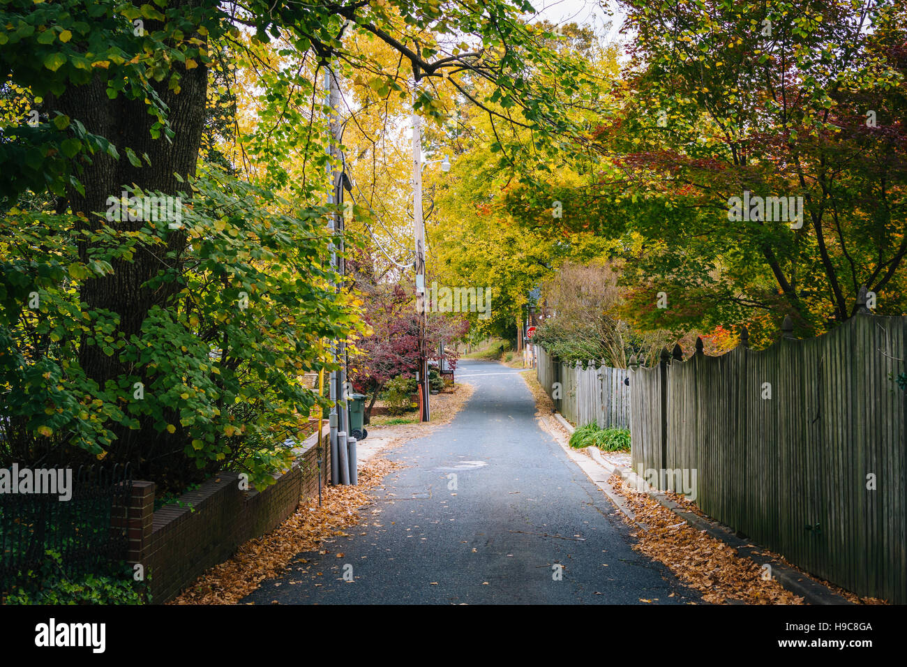 Colore di autunno lungo un vicolo in Easton, Maryland. Foto Stock