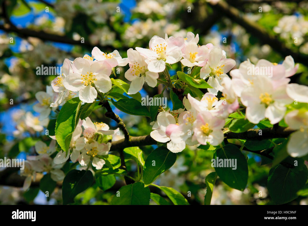 Apple Blossom su un albero di mele nella primavera del tempo in un giardino in Surrey Foto Stock