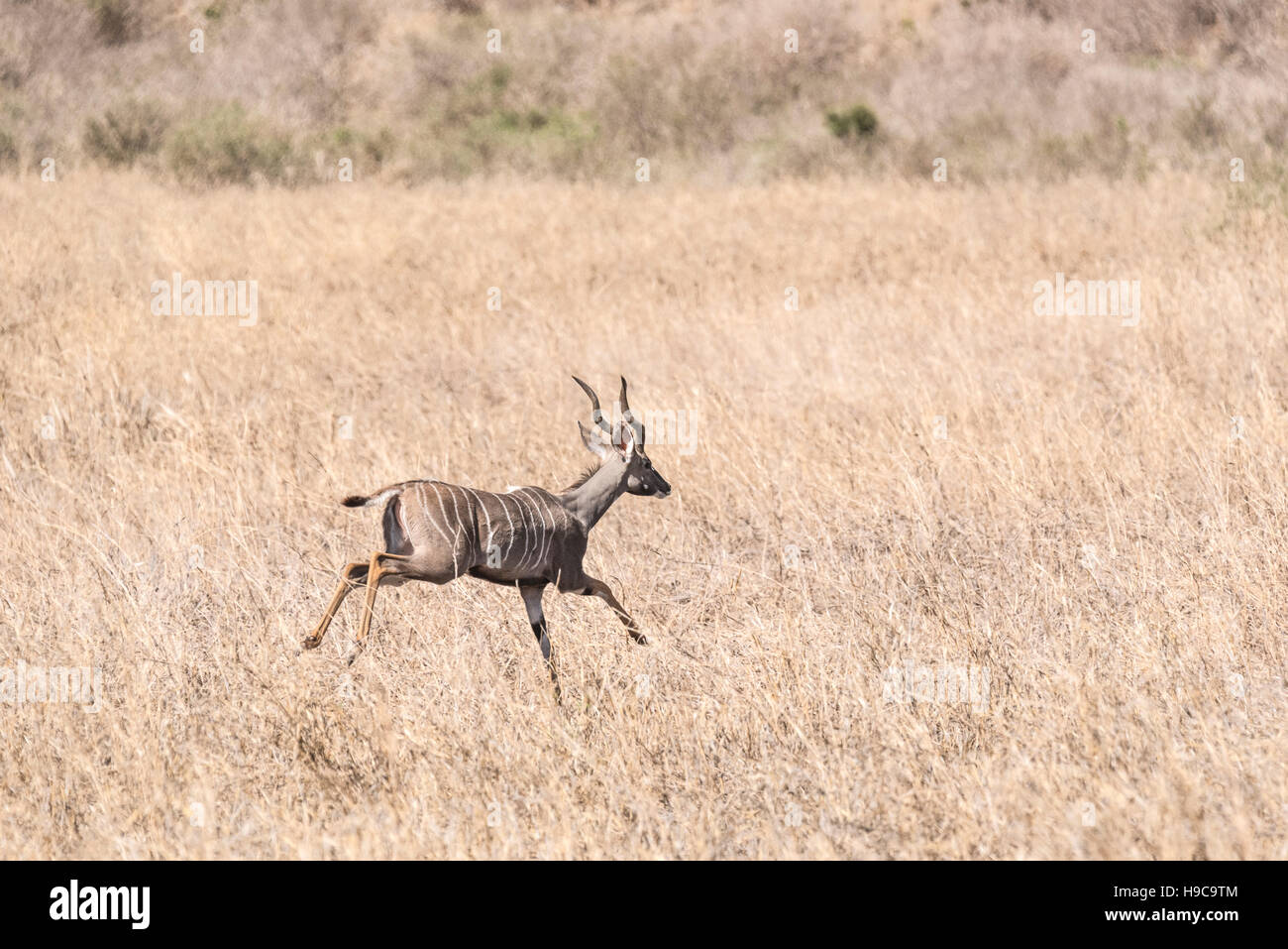 Una minore Kudu in esecuzione Foto Stock