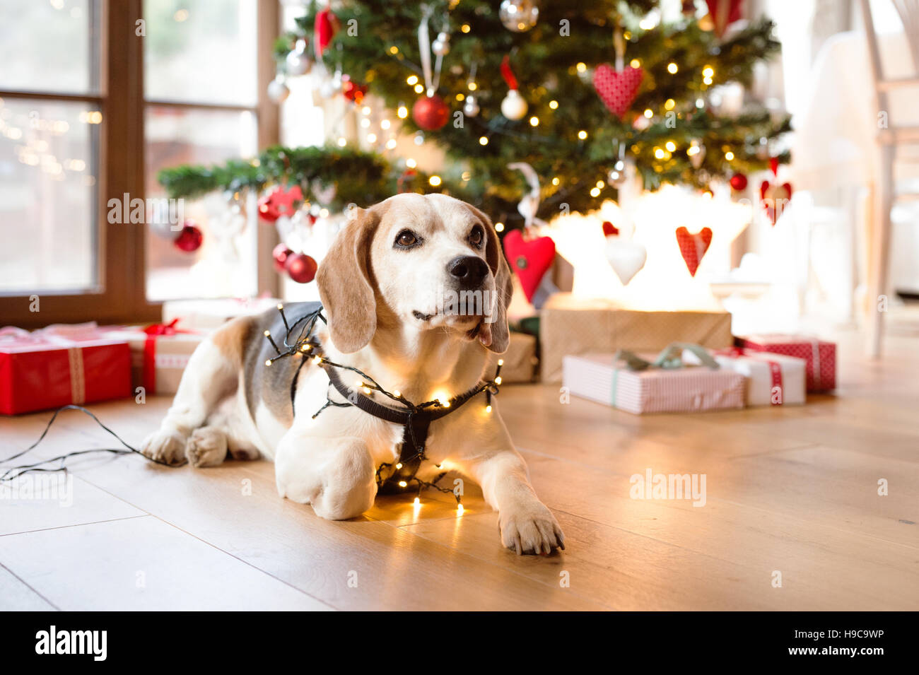 Cane Beagle di fronte illuminata albero di Natale. Foto Stock