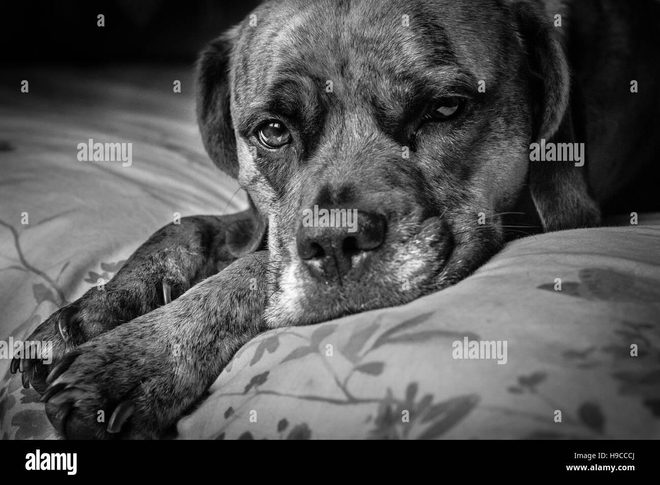 Simpatico cane triste prevista sul letto Foto Stock