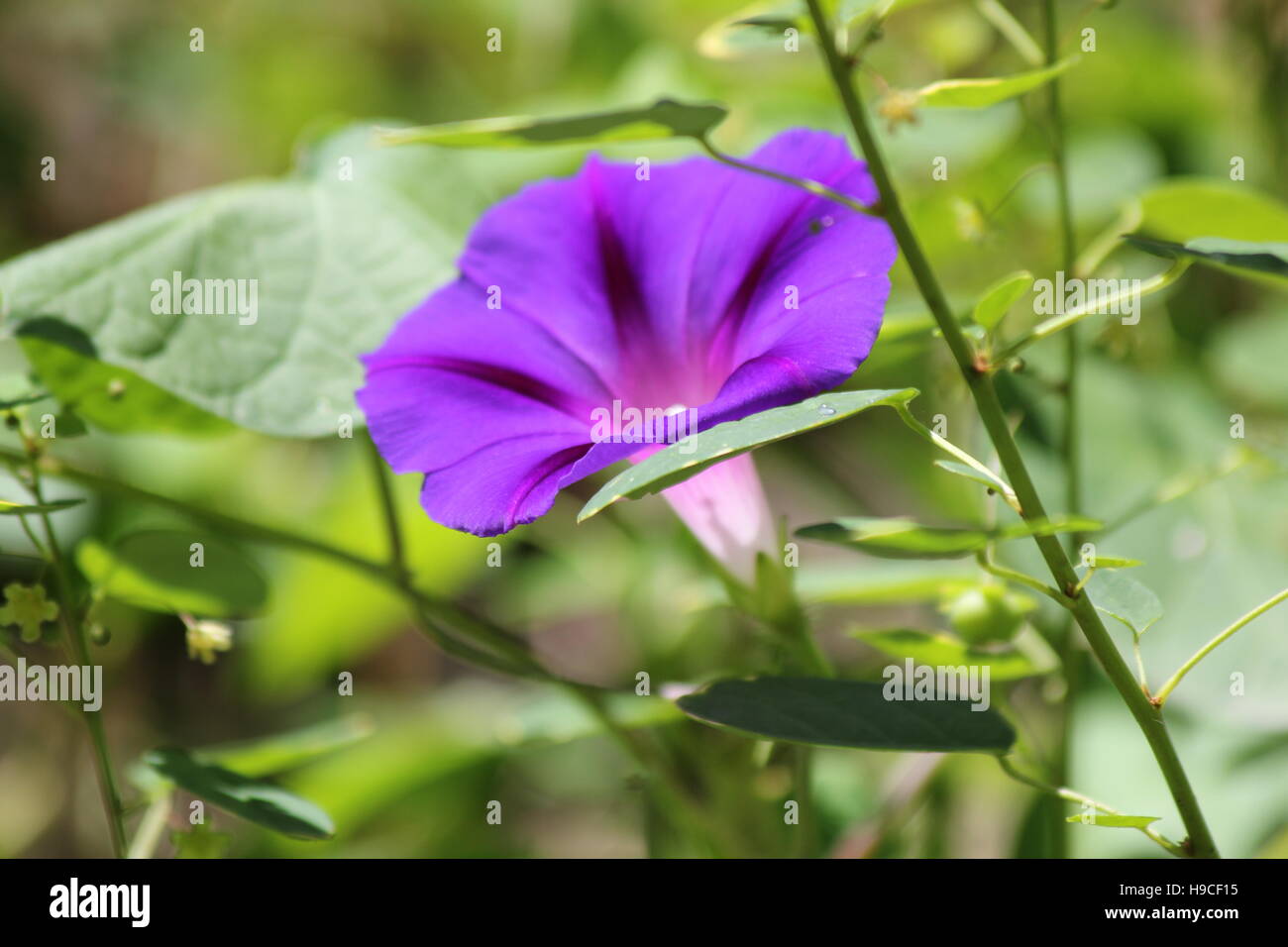 Closeup colpo di fiori viola Foto Stock