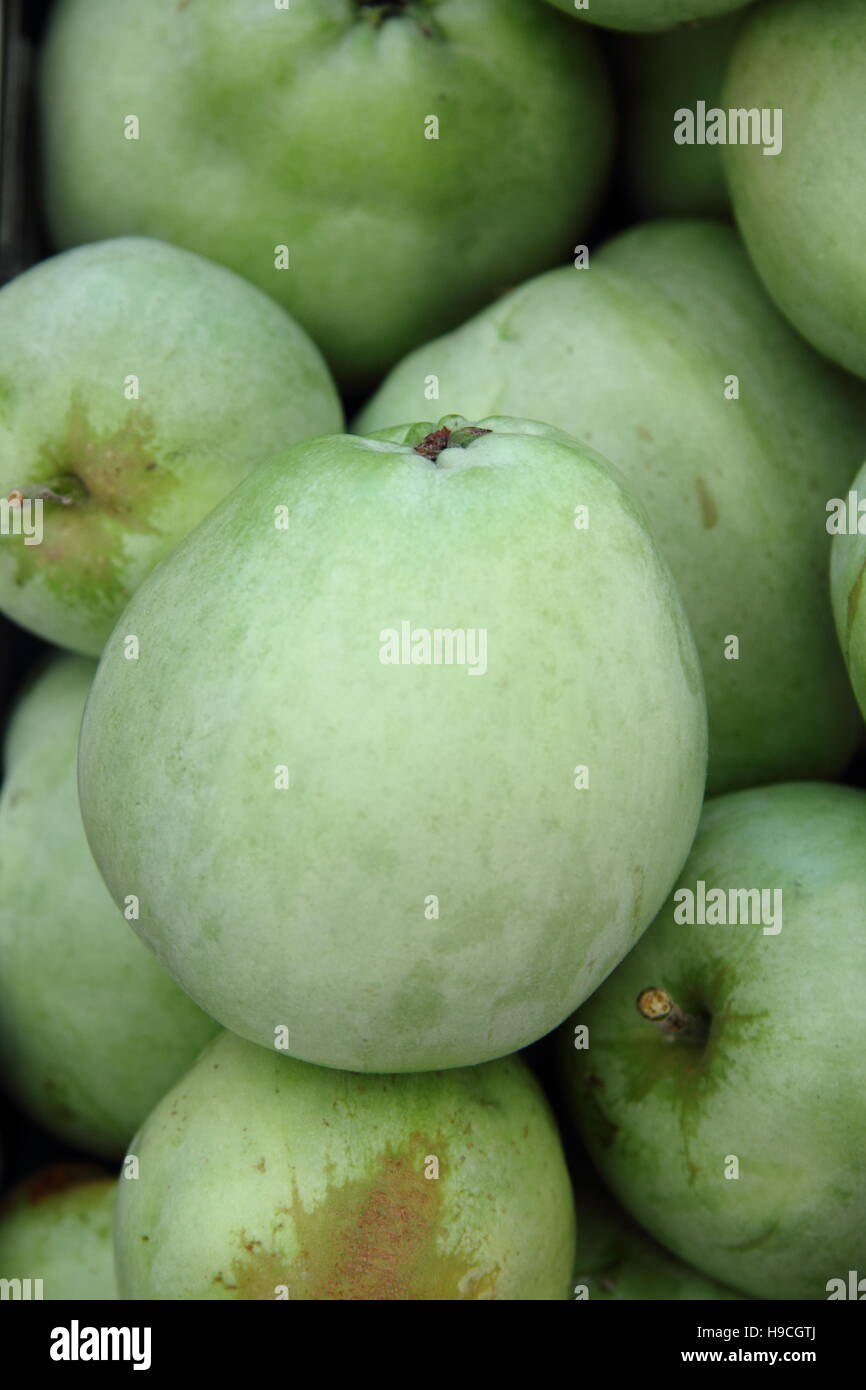 Appena raccolto 'Catshead' mele (malus domestica); un antico inglese "tubare" Apple, in un inglese un frutteto di fine estate Foto Stock