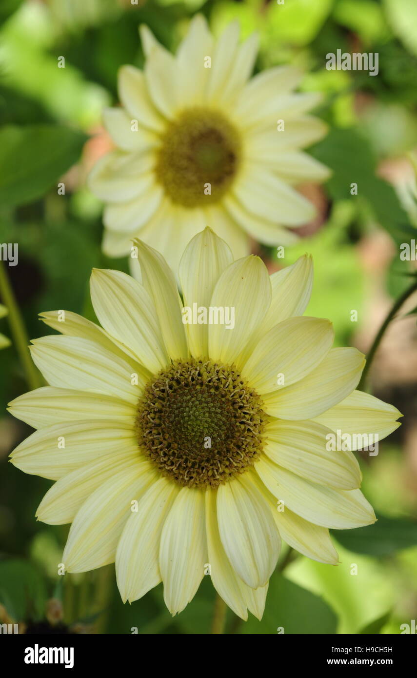 Helianthus debilis 'gelato alla vaniglia' fioritura al confine di un giardino inglese in tarda estate Foto Stock
