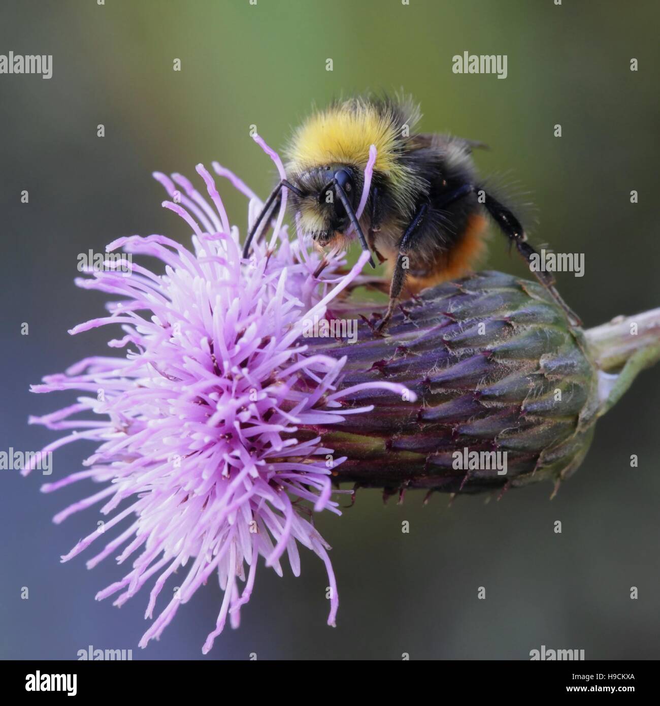 Bumble Bee e strisciante thistle Foto Stock