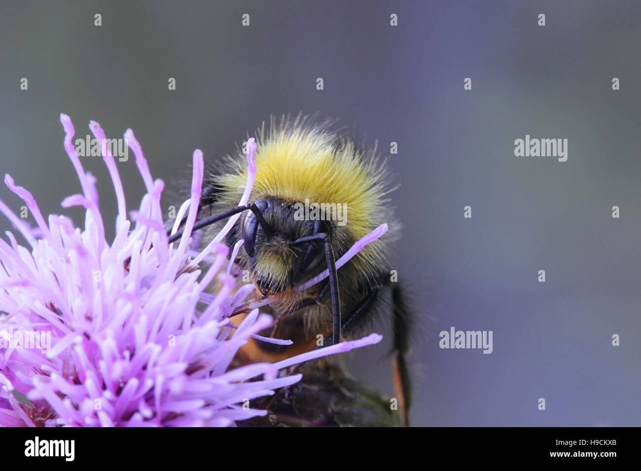 Bumble Bee e strisciante thistle Foto Stock