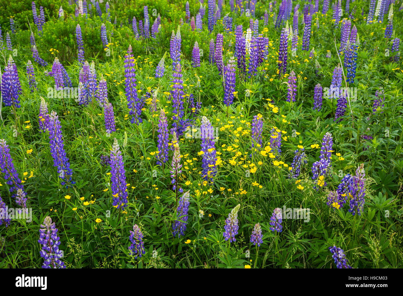 Un lupino selvatico prato di fiori selvaggi vicino alla Basilica di San Giovanni, Terranova e Labrador, Canada. Foto Stock