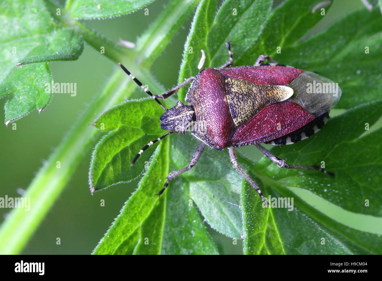 Sloe Bug, Dolycoris baccarum Foto Stock