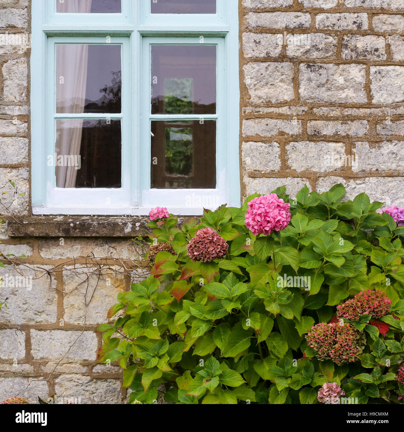 Rosa fiori di ortensie ortensie nel giardino cottage con un pallido finestra blu in un muro di pietra Foto Stock