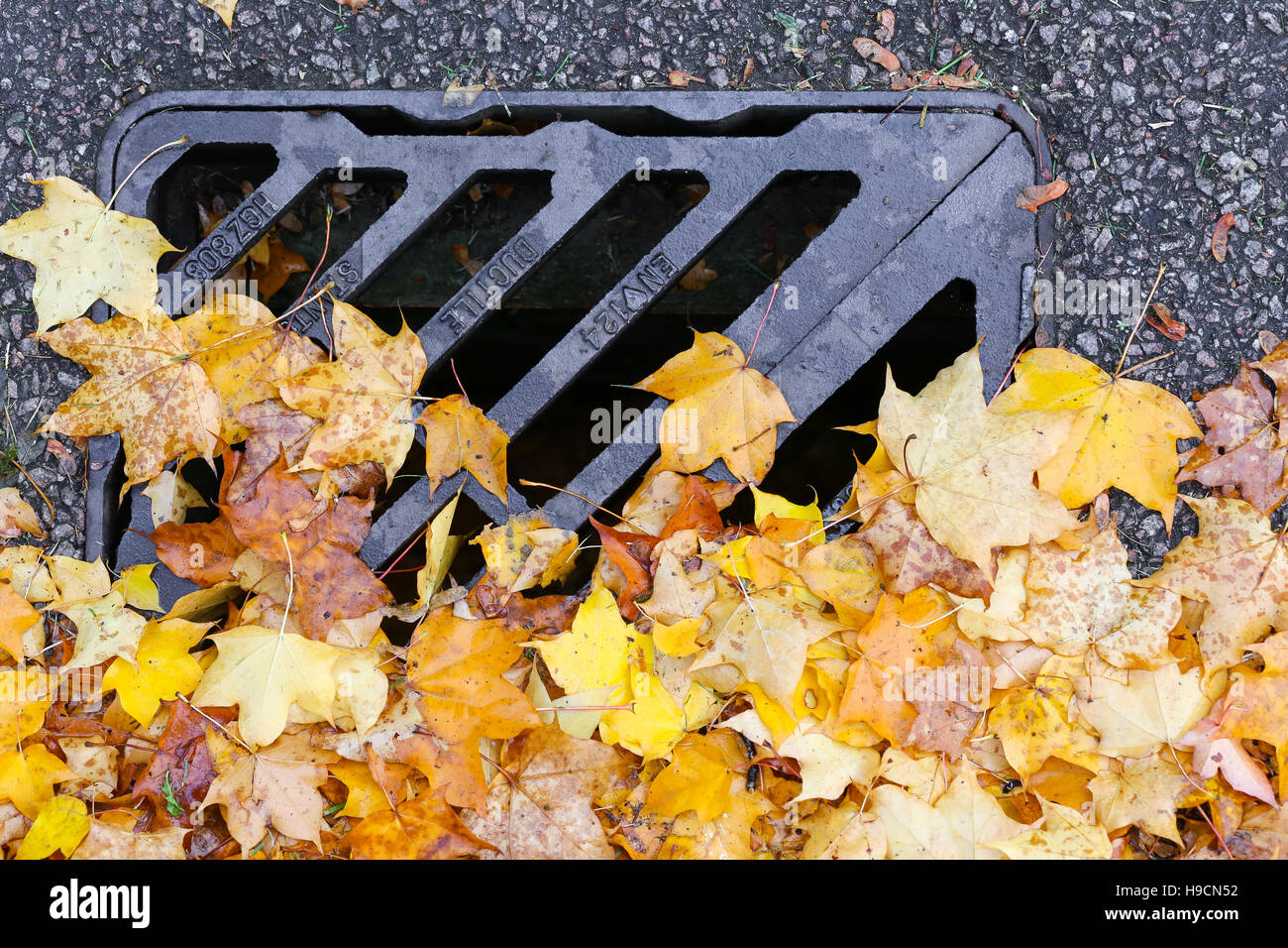 Strada il drenaggio con griglia in metallo coperchio di scarico coperto con autunno foglie di acero Foto Stock