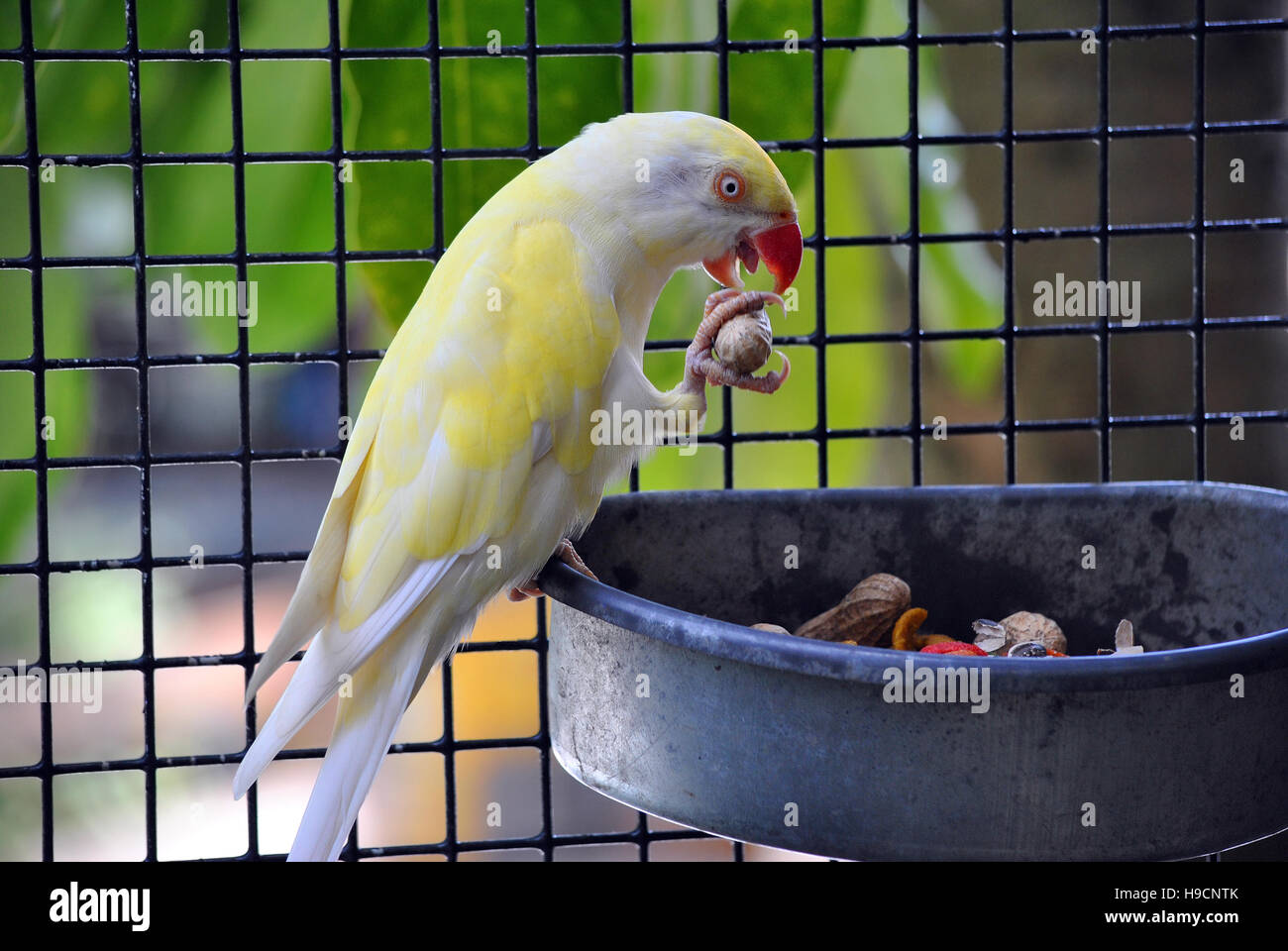 Un giallo e bianco di alimentazione pappagallo Foto Stock