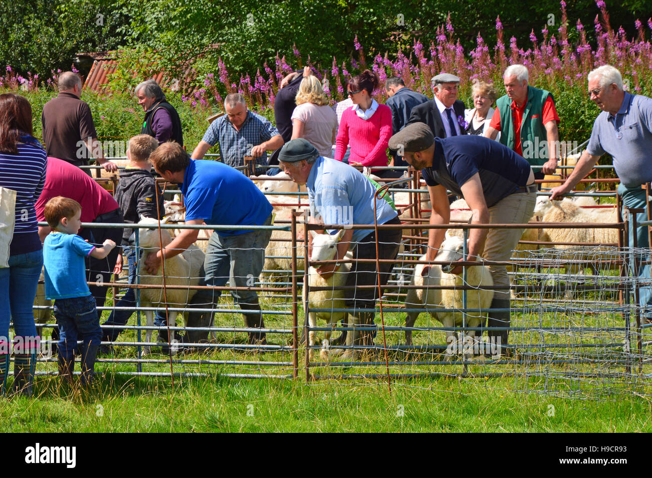Classi di pecora a Llanwrtyd Wells Village spettacolo agricolo, POWYS, GALLES Foto Stock