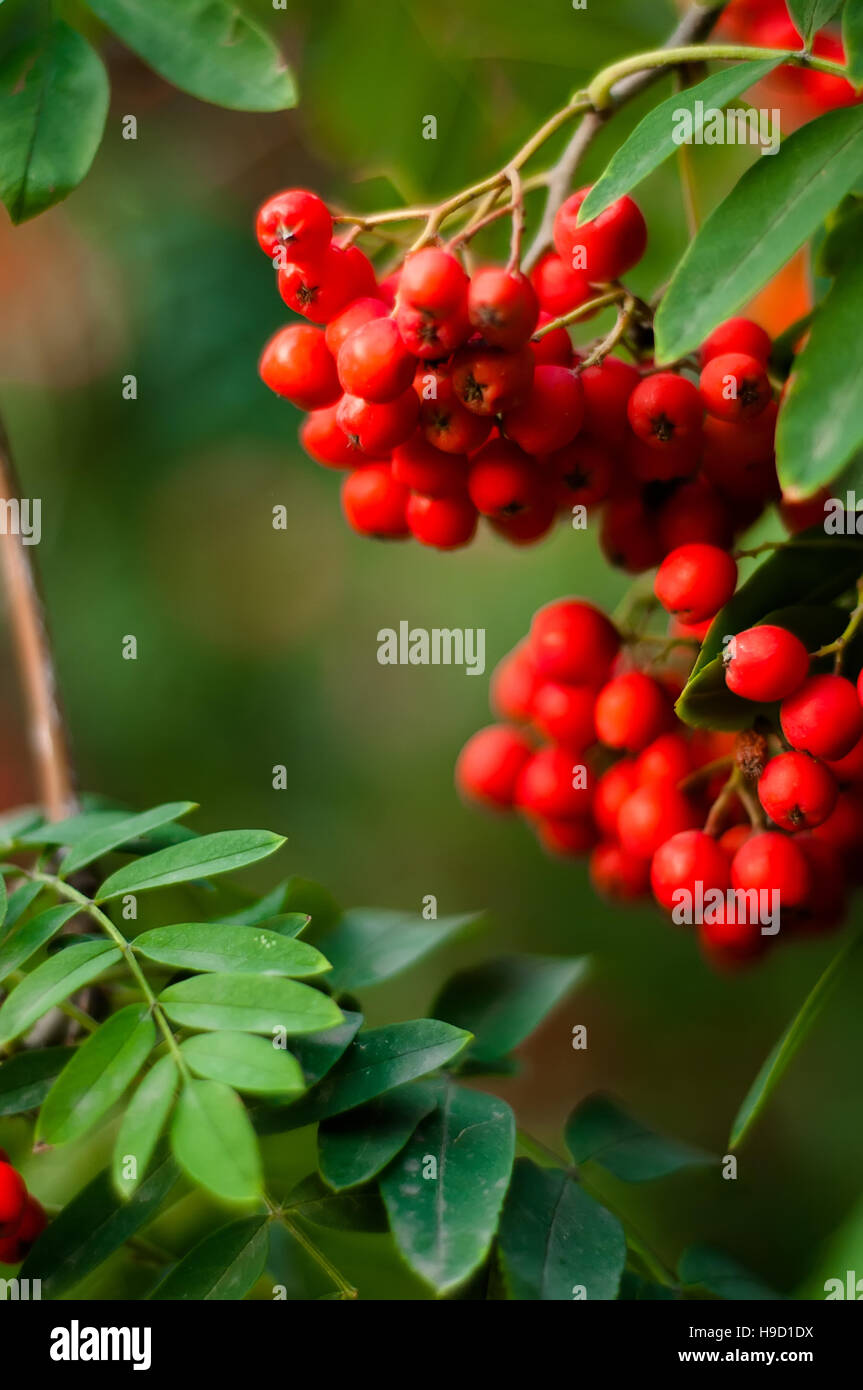 Sfondo sfocato - rowan tree con luminosi di bacche rosse Foto Stock