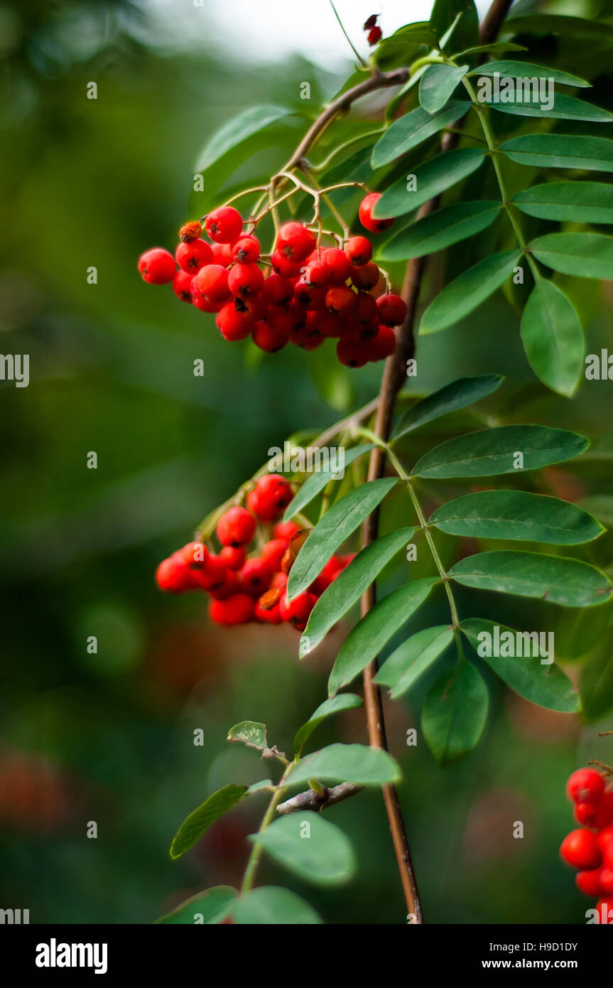 Sfondo sfocato - rowan tree con luminosi di bacche rosse Foto Stock