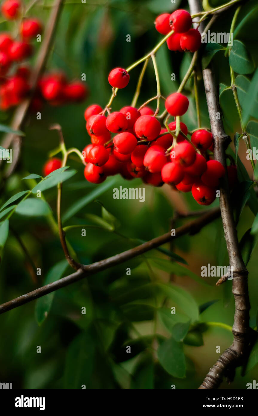 Sfondo sfocato - rowan tree con luminosi di bacche rosse Foto Stock