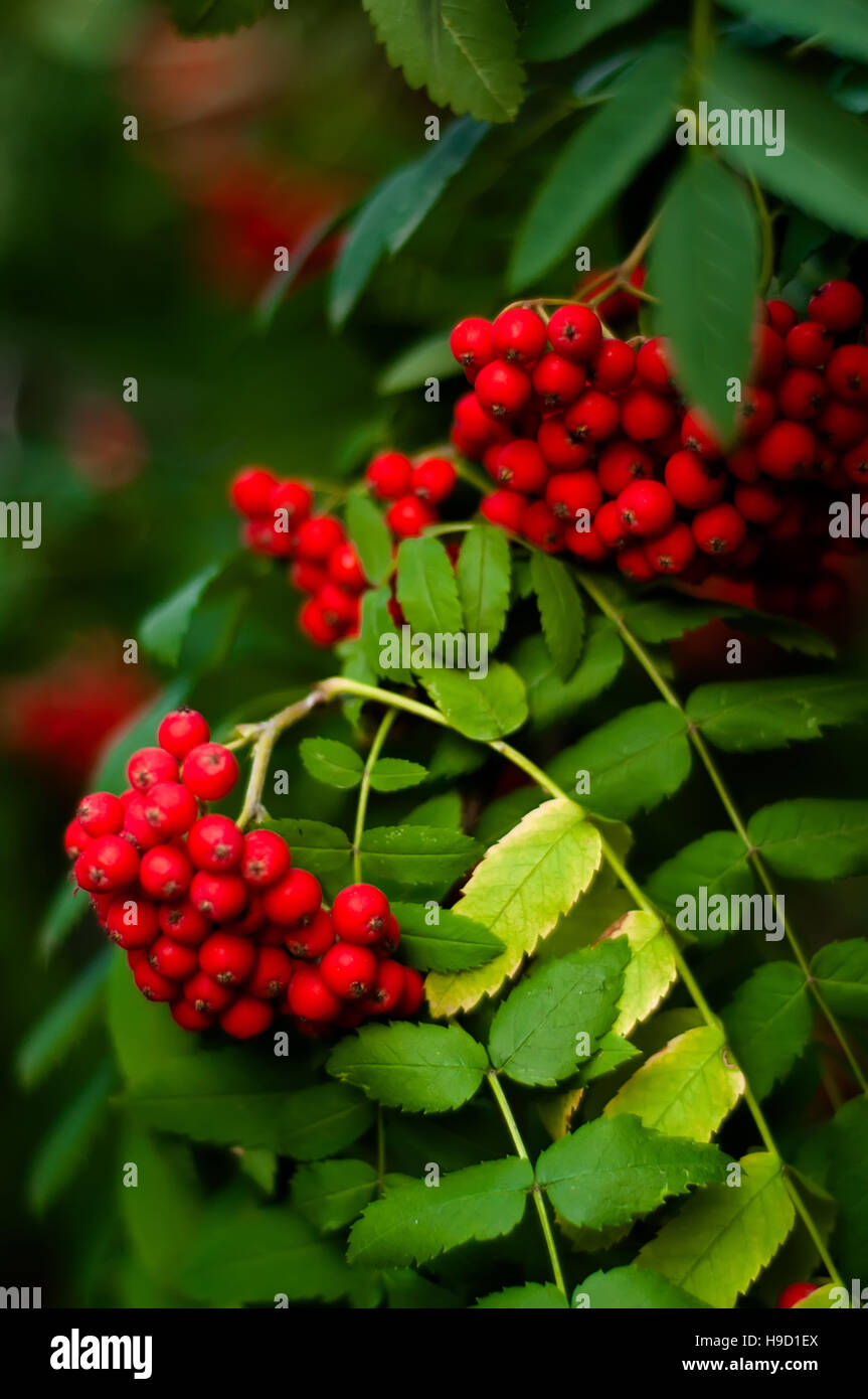 Sfondo sfocato - rowan tree con luminosi di bacche rosse Foto Stock