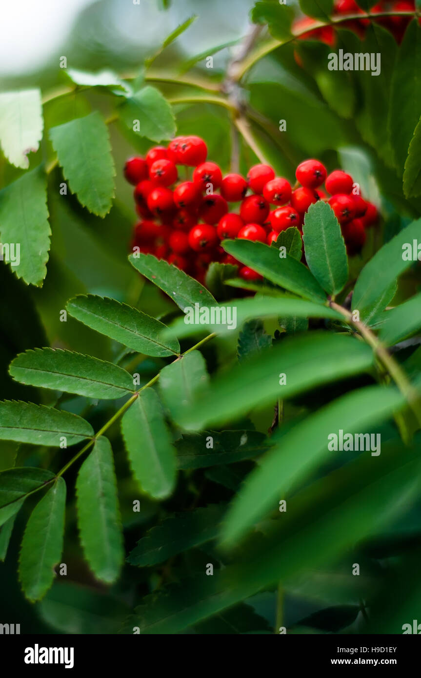 Sfondo sfocato - rowan tree con luminosi di bacche rosse Foto Stock
