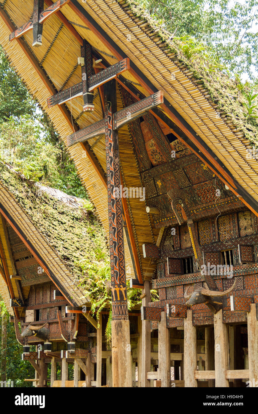 Case tradizionali con la felce tetti coperti e decorativi in legno lavoro chiamato tongkanan in Tana Toraja su Sulawesi, Indonesia. Foto Stock