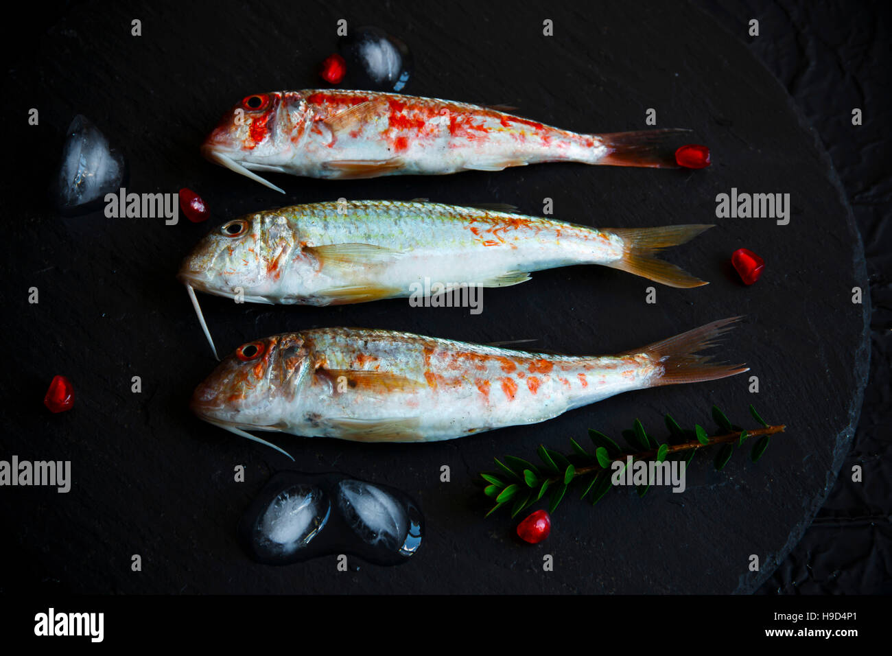 Pesce crudo surmullet goatfish su una pietra nera Foto Stock