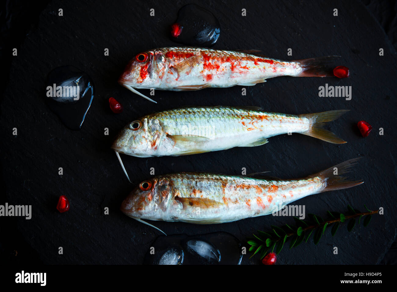 Pesce crudo surmullet goatfish su una pietra nera Foto Stock