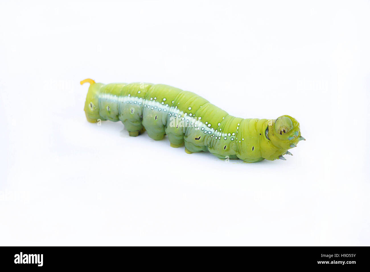Il worm verdi su sfondo bianco ,i bruchi verde, bachi mangiano le foglie verdi prima di essi pupate e diventare falene. Foto Stock