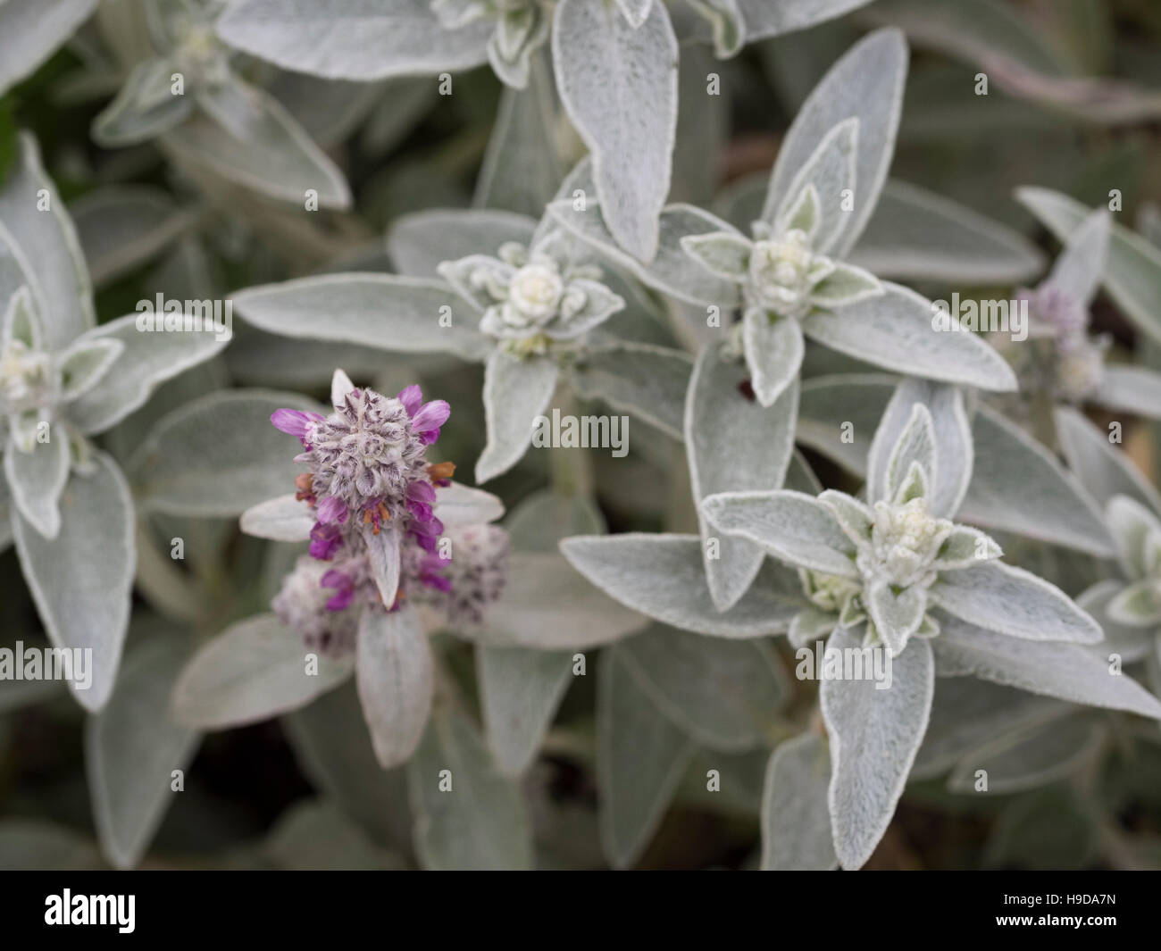 Stachys byzantina Foto Stock