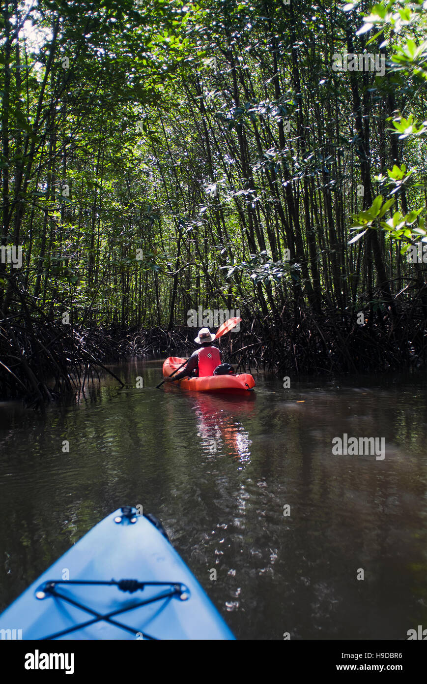 Una guida natura kayak nelle foreste di mangrovie di Langkawi. Un arcipelago di novanta nove isole clustered off lontano nord-occidentale della Malaysia Foto Stock