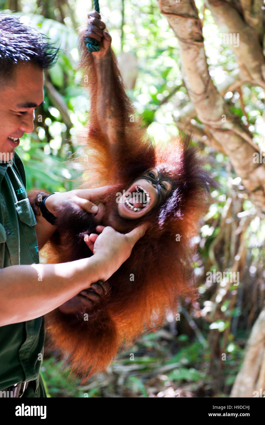 Un trainer con un baby orangutan presso il Shangri-la rasa ria resort a Sabah, Malesia occidentale. Foto Stock