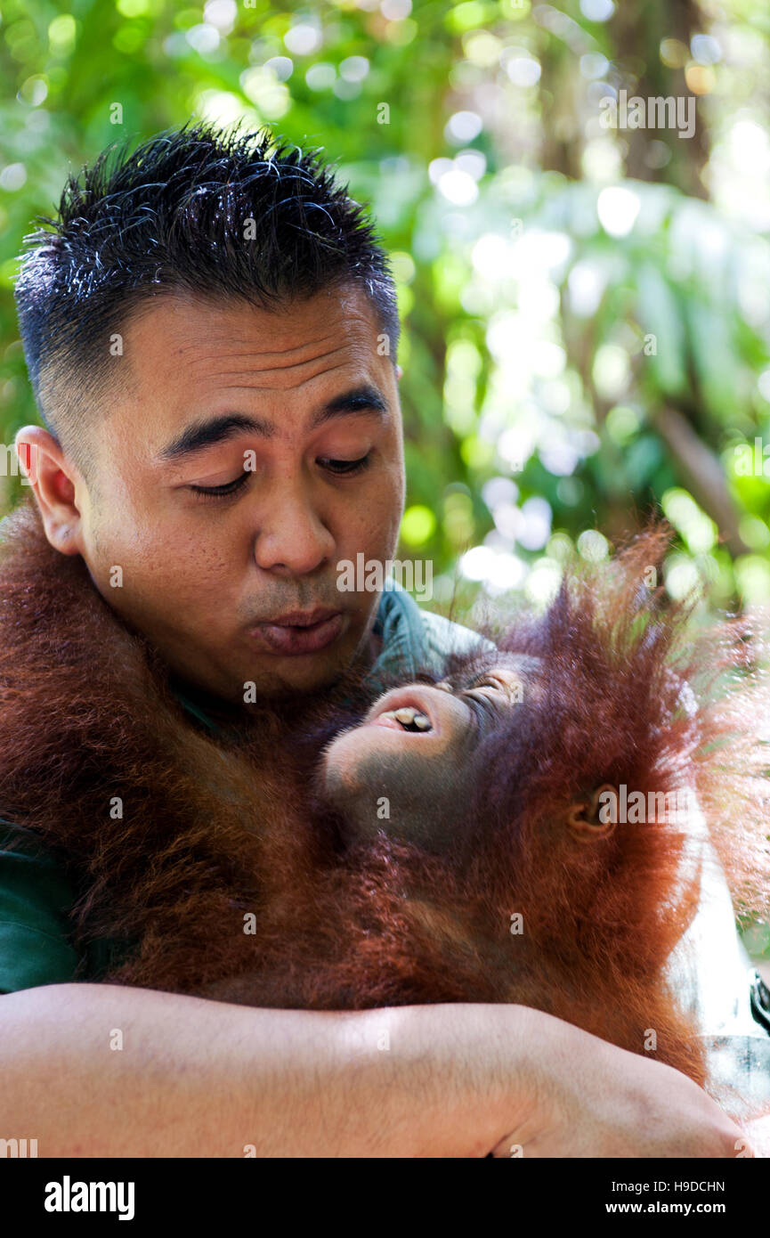 Un trainer con un baby orangutan presso il Shangri-la rasa ria resort a Sabah, Malesia occidentale. Foto Stock